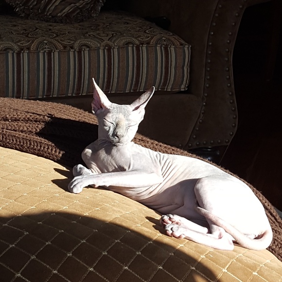 Lesley Posh Ambassador II & Sphynx Lover - Picture 7 of 11